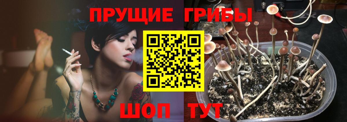 Псилоцибиновые грибы мицелий Каменск-Шахтинский